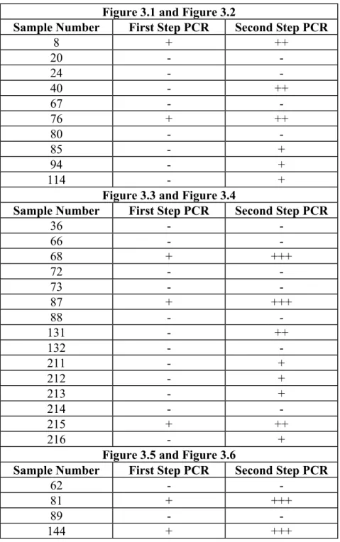 Table 3.3: Semi-quantitative representation of PCR Products 
