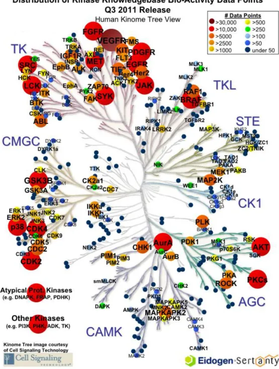 Figure  1.2  The  human  kinome  tree:  Groups  are  AGC  Containing  PKA,  PKG,  PKC  families;  CAMK  Calcium/calmodulin-dependent  protein  kinase;  CK1  Casein  kinase  1;  CMGC  Containing  CDK,  MAPK,  GSK3,  CLK  families;  STE  Homologs of  yeast  