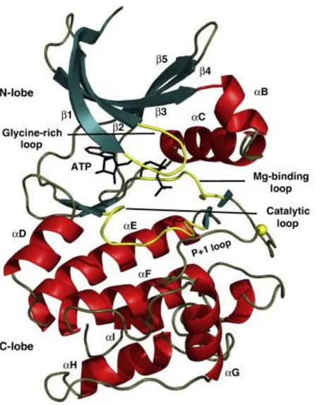 Figure  1.3  Structure  of  the  conserved  protein  kinase  core:  Protein  kinases  (PK)  are  composed  of  two  domains