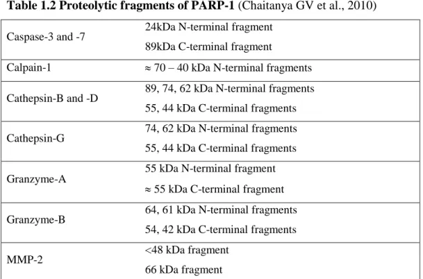 Table 1.2 Proteolytic fragments of PARP-1 (Chaitanya GV et al., 2010)  Caspase-3 and -7  24kDa N-terminal fragment 