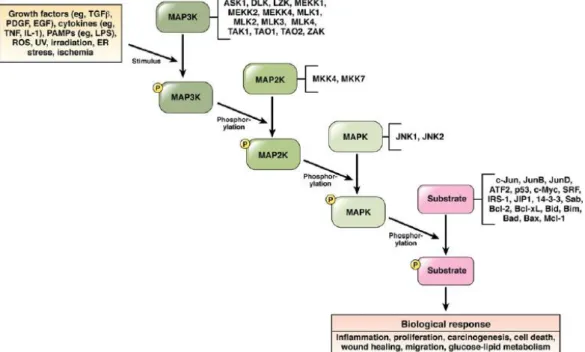 Figure 1.12 JNK signaling pathway (Seki E et al., 2012 ) 