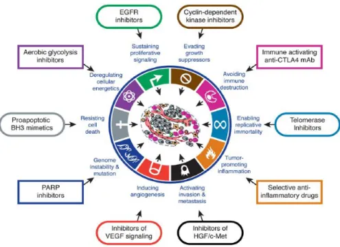 Figure 1.13 Therapeutic targets for drug candidates  (Hanahan D and Weinberg RA, 2011) 