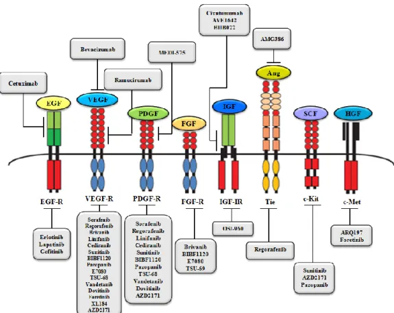 Figure 1.14 The molecular targeted agents currently tested in preclinical and  clinical HCC trials (Cervello Met al., 2012)  