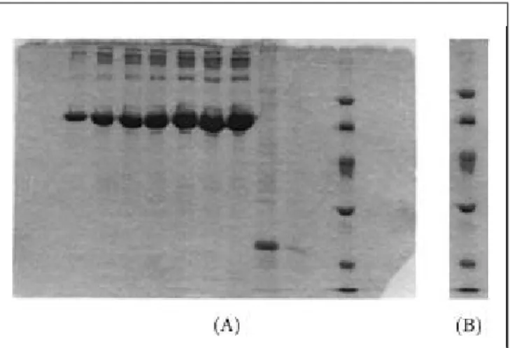 Figure 1. (A) Denaturing PAGE image; (B) a lane of the denaturing PAGE image.