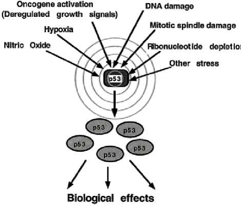 Figure 1.1: Upstream elements activating the p53 ( From Oren 1999). 