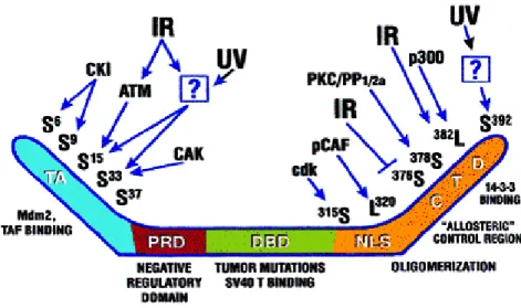 Figure 1.3: Summary of posttranscriptional modifications and domains of p53. (From Giaccia 