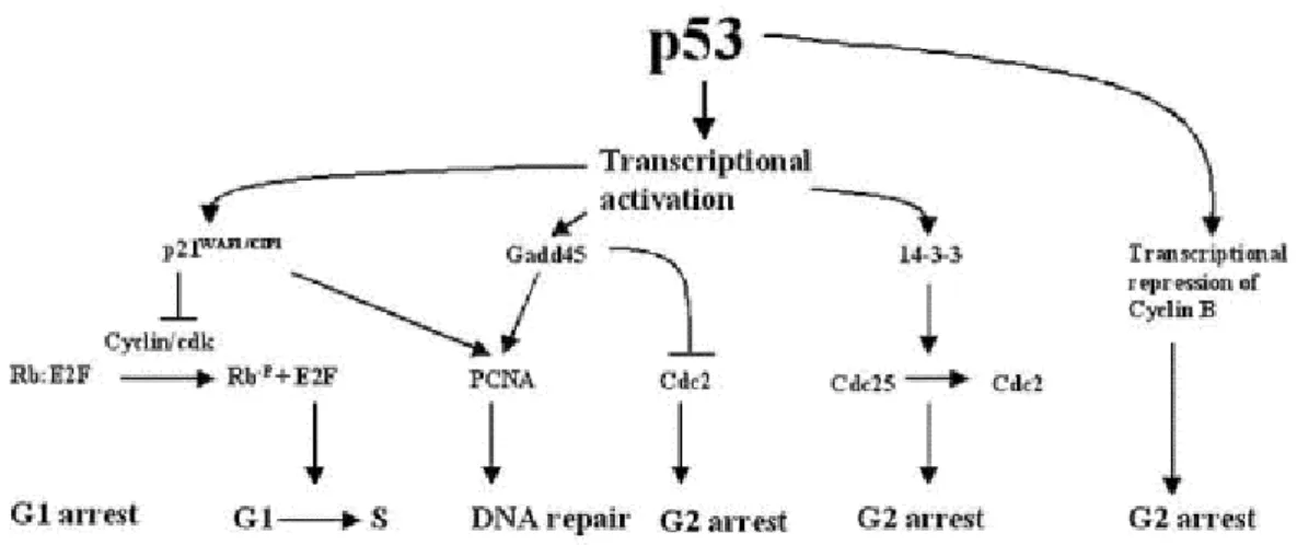 Figure 1.4 Major downstream targets of p53 ( From Somasundaram &amp; El-Deiry 2000). 