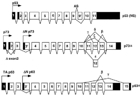 Figure 1.5: Exon-intron organization of p53 family members, showing different transcripts