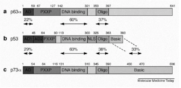 Figure 1.6: Homology between the p53 family members. AD, activation domain, PXXP proline rich  repression domain, Oligo, oligomerization domain, Basic, C-terminal basic domain ( from Chen, 1999)