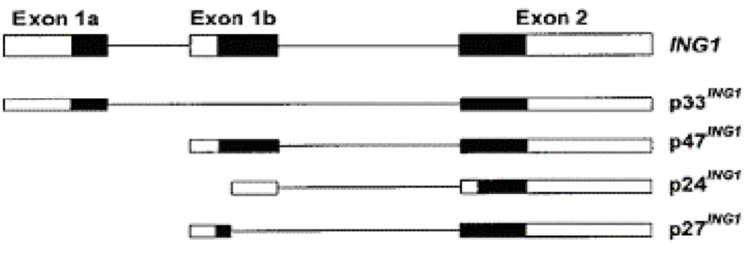 Figure 1.7: Genomic structure of human ING1  and its alternatively spliced mRNA variants