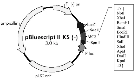 Figure 2.2: Vector Map of pBlueScript II KS- 