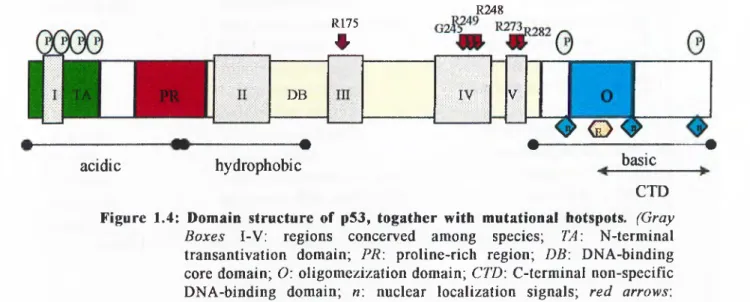 Figure  1.4:  Domain  structure  of  p53,  togather  with  mutational  hotspots.  (Gray  Boxes  I-V:  regions  concerved  among  species;  TA\  N-terminal  transantivation  domain;  PR\  proline-rich  region;  DB\  DNA-binding  core  domain;  O:  oligomezi