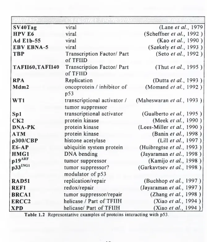Table  1.2 Representative  examples  of proteins  interacting with  p53.