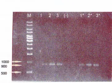 Figure  3.1.  AGE  of  PCR-products.M:  DNA  size  marker;  1-3:  PCR products  (all  same  conditions,2  gl/lane);  l*-3*:  PCR products  after  purification  (2|j.l/lane);  (-):  negative  control  that  contains  no  DNA