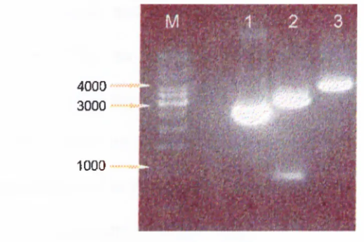 Figure  3,2:  AGE  analysis  of  M idiPrep  of  pBskp33  construct.  2jxg  of  construct  MidiPrep  was  digested  either  simultaneaosly  with  Sail  and  HindlW  (10  U  each)(lane  2),or  with  only  H indlll  (lane  3)  in  the  presence  of  2X  of Y+