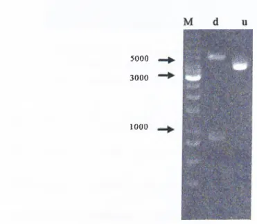 Figure  3.3:  AGE  of  restriction  enzyme  digestion  analysis  of  pGEXp33  construct
