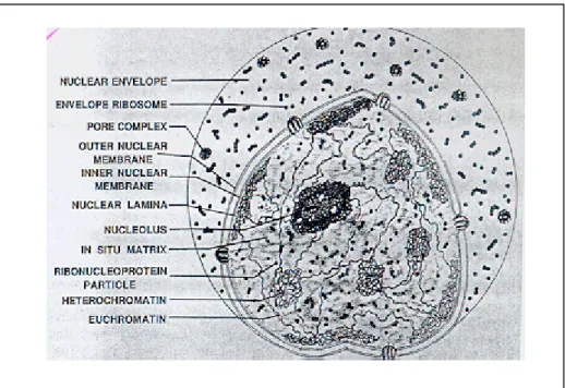 Figure 3: Schemetic view of nucleus 