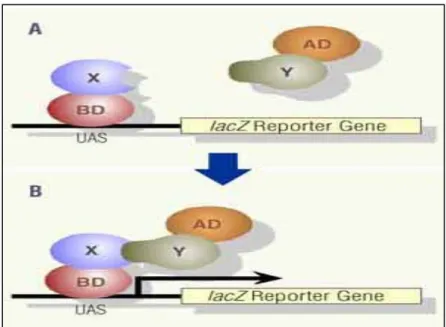 Figure 4: Yeast Two Hybrid Assay 