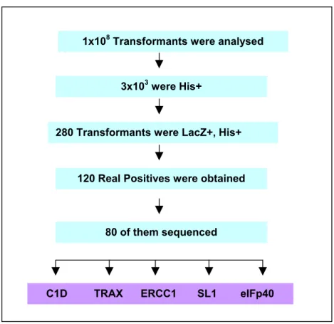 Figure 5: Summary of Yeast Two Hybrid Screen using C1D as bait 1x108 Transformants were analysed 