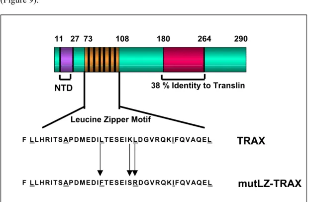 Figure 9. Domains of TRAX .  N-terminus of TRAX contains a Nuclear Targeting Domain (NTD) and putative Leucine Zipper (LZ) motif and C-terminus shows high identity to Translin