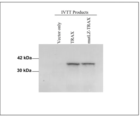 Figure 10: The IVTT of mutLZ-TRAX gives a similar size protein  product to the wild type protein   