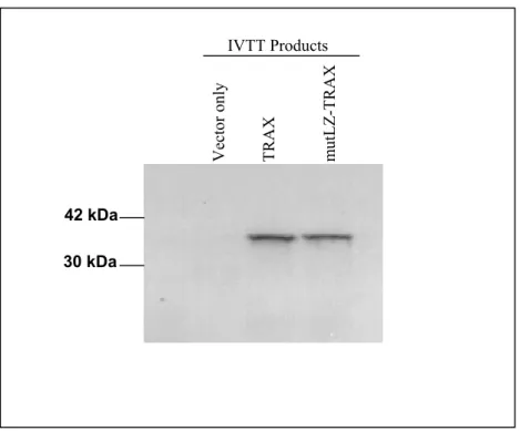 Figure 10: The IVTT of mutLZ-TRAX gives a similar size protein  product to the wild type protein   