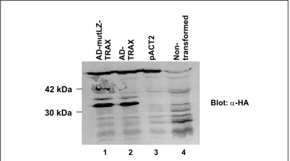 Figure 11: Verification of mutLZ-TRAX and TRAX expression in the yeast strain L40  by immunobloting