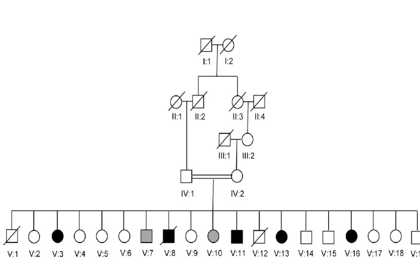 Figure 1.2 Pedigree of family B. Parents of the affected children are second cousins. Two children, who use bipedal locomotion, but  have a neurological phenotype similar to that of their quadruped siblings are shown with gray symbols.