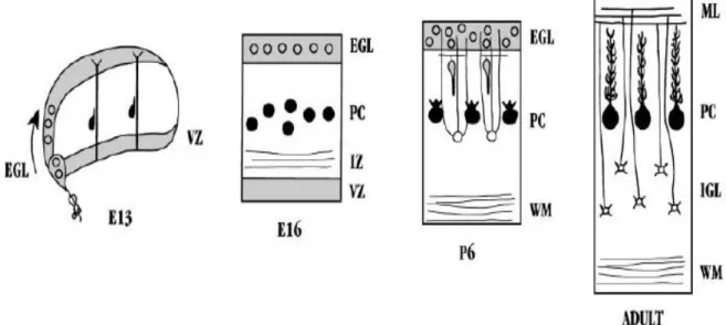 Figure 1.6 Neuronal migrations during development of the cerebellum. At  embryonic period, while Purkinje cell precursors (filled circles) are migrating  through the wall of the cerebellar anlage, precursors of the granule cells (unfilled  circles) sweep a