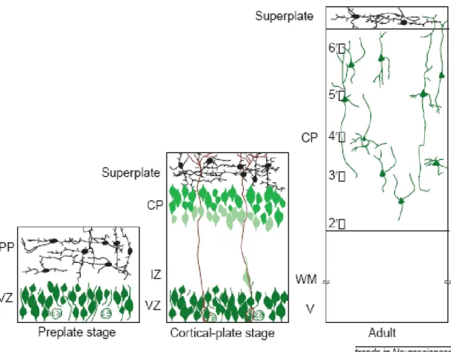 Figure 1.7 Malpositioning of neurons in the reeler neocortex. Development of the  reeler cerebral cortex is characterized with inability of neurons in penetrating  through the subplate