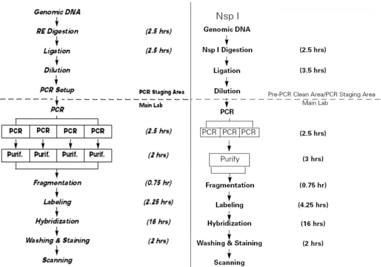 Figure 2.1 Workflow of GeneChip® mapping 10K (left) and 500K (NspI digest; right) assays (Affymetrix 10K and 500K manuals).