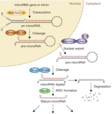 Figure  1.3:  Schematic  demonstration  of  miRNA  biogenesis  [70].  See  Appendix  for  the  copyright permission
