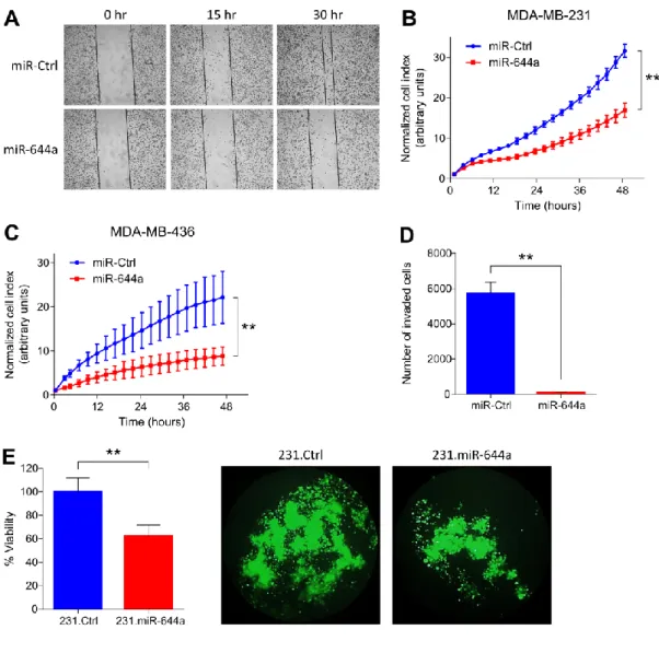 Figure  4.7.  miR-644a  inhibits  migration,  invasion  and  anchorage  independent  growth  in  vitro