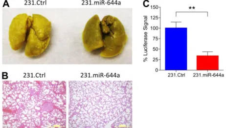 Figure 4.9. miR-644a inhibits metastasis in vivo. (A) Representative images of lungs collected  from nude mice injected intravenously with 231.Ctrl or 231.miR-644a cells