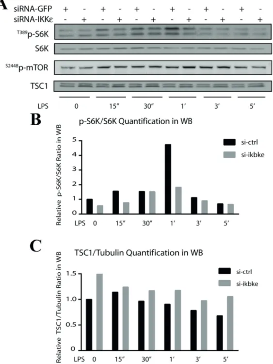 Figure 2. S6K inactivation and TSC1 stabilization correlate upon IKBKE silencing.  SW480 cells were silenced with IKKε siRNA  (please refer to Göktuna et al., 2016 for depletion controls such as IKKε and α-tubulin western blots; data are obtained from a si