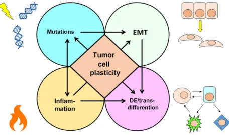 Fig. 1. Mechanisms of tumor cell plasticity. Mutations, EMT, dedifferentiation/transdifferentiation and inflammation are the main mechanisms that gives rise to tumor heterogeneity
