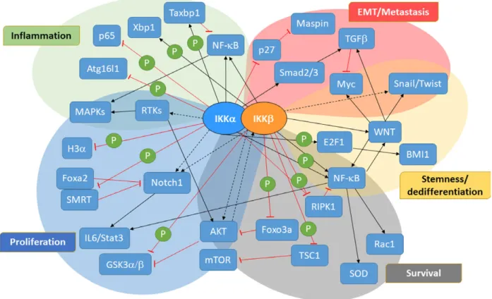 Fig. 2. Signaling pathways governed by IKKs in tumor development and tumor cell plasticity