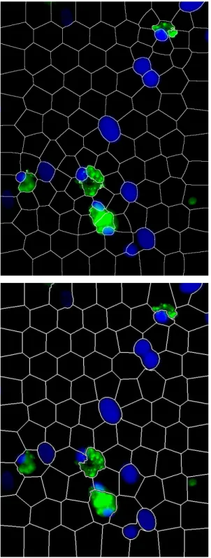 Figure 2.3: Comparison of proposed multi-resolution super-pixels algorithm (above) and SLIC algorithm (below).