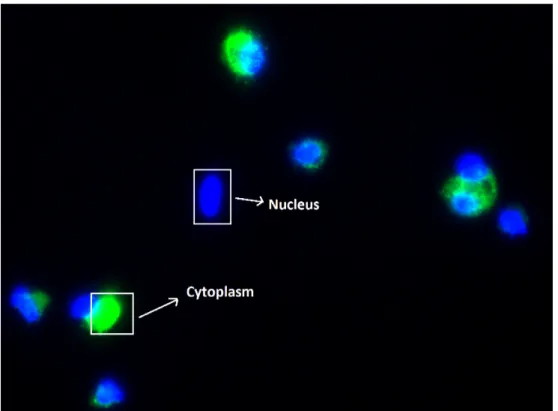 Figure 2.8: A MSC image taken under the fluorescence microscope. The green regions indicate cellular bodies (cytoplasm ) and the blue regions indicate nucleus.