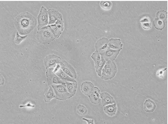 Figure 2.1: Sample cancer cell line image from BT-20 class viewed at 20 × mag- mag-niﬁcation