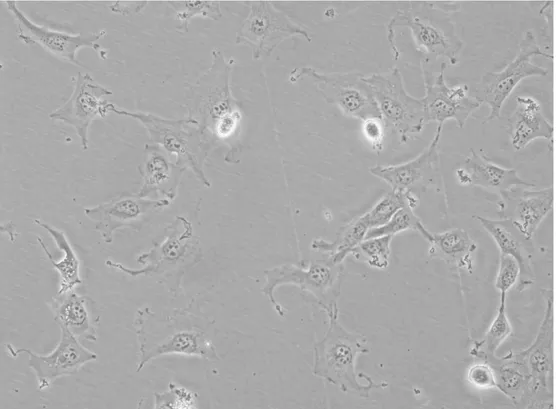 Figure 2.2: Sample cancer cell line image from MV class viewed at 20 × magni- magni-ﬁcation