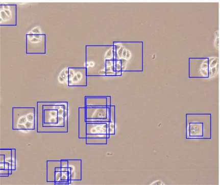 Figure 2.5: Random subwindow selection process on a sample cancer cell line image