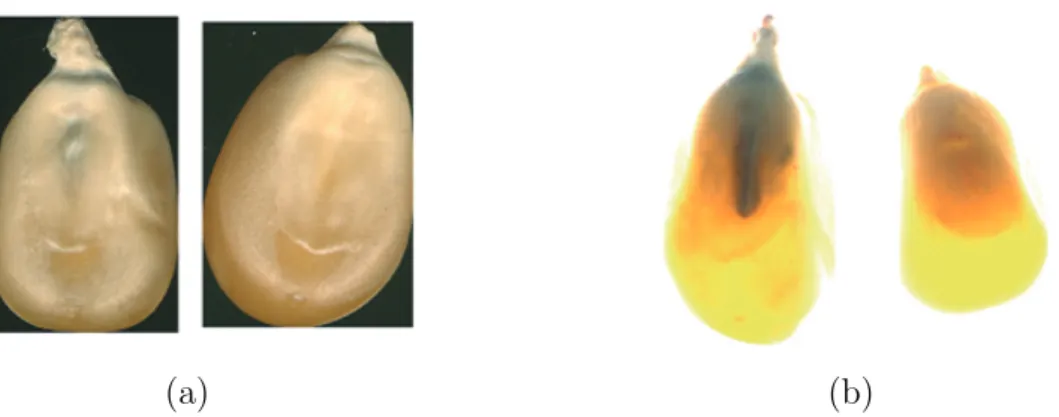 Figure 2.5: (a) Damaged (left) and undamaged (right) popcorn kernel images acquired in the reﬂectance mode
