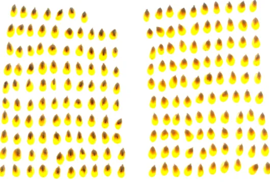 Figure 2.6: Output image of the document scanner for transmittance mode.