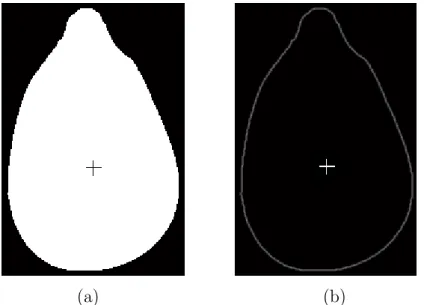 Figure 2.9: (a) The thresholded image of a popcorn kernel and (b) the boundary of the kernel obtained from the ﬁltered image