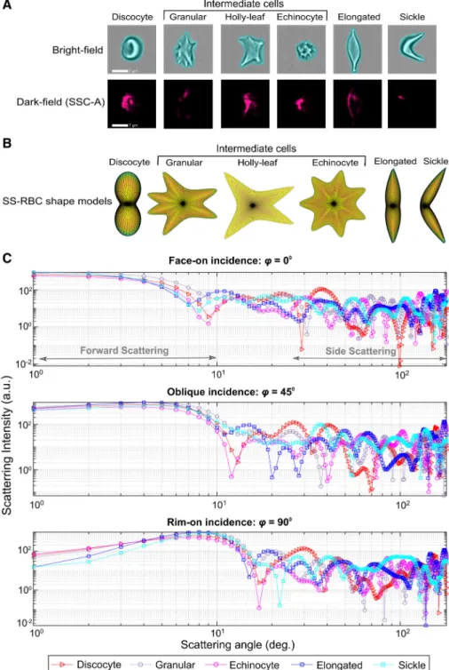 Figure 1. Representative IFC images and simulated optical signature of SS-RBCs upon deoxygenation