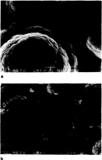 Figure 2  Scanning  electron  micrographs  of  PPy/SDS  solution  side:  a,  without  enzyme;  b,  with  enzyme  entrapped  in  the  matrix