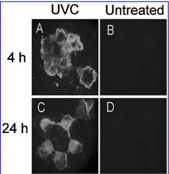 FIG. 1. Annexin V-FITC staining of HUH7 cells after UVC irradiation. Cells were grown on cover slips in 10 cm culture plates and then exposed to 20J/cm 2 of UVC