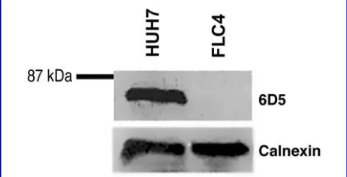 FIG. 3. Lack of target protein expression in FLC4 cell line.