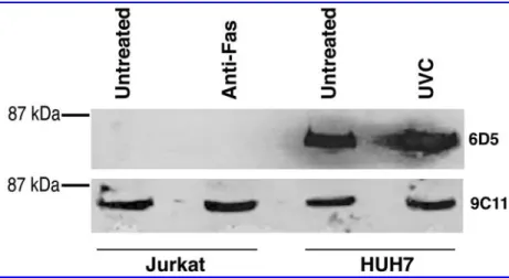 FIG. 6. Induction of apoptosis in HUH7 and Jurkat cells. Apoptosis was induced in HUH7 and Jurkat cells by UVC and anti- anti-Fas antibody treatment, respectively